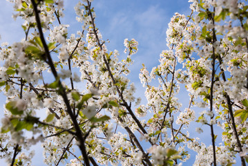 Fruit trees in spring bloom with beautiful white flowers