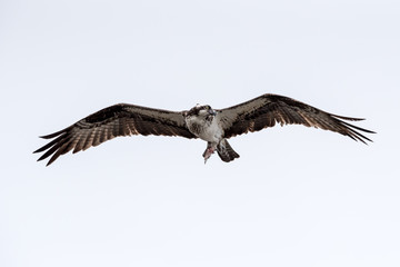 An osprey flying with remains of fish.
