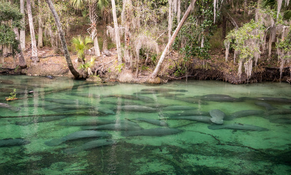 Manatee at Blue SPrings State Park