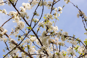 Fruit trees in spring bloom with beautiful white flowers