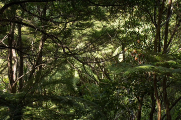 Deep and dark thicket of the wild forests of New Zealand 
