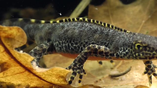 Bergmolche, Alpine newt, Ichthyosaura alpestris