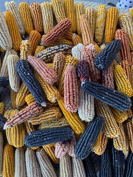 Colorful Corn