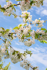 Fruit trees in spring bloom with beautiful white flowers