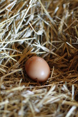 Ei im Stroh