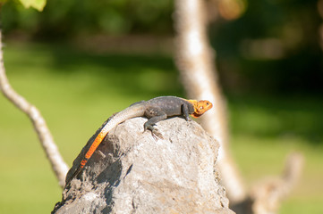 Red headed agama