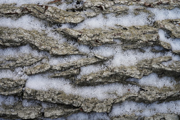 Baumrinde mit Schnee