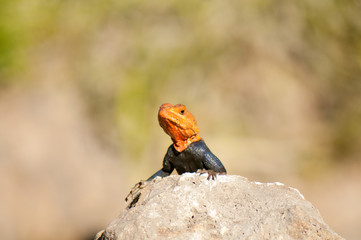 Red headed agama