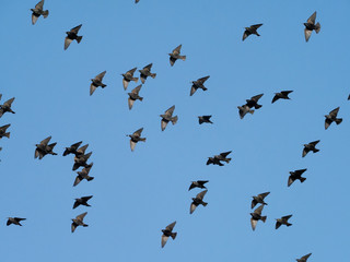 Starling, Sturnus vulgaris
