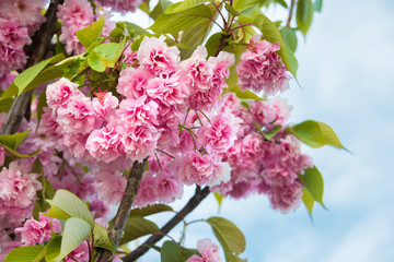 Fruit tree in spring bloom with beautiful pink flowers