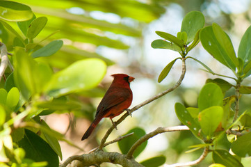 red cardinal bird