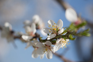 Almond blossom