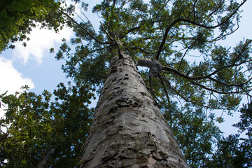 Mighty tree trunk in the tropic forest of the wild New Zealand