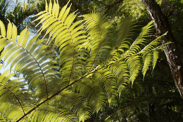 Fern fronds in closeup view feeling elegance and ease