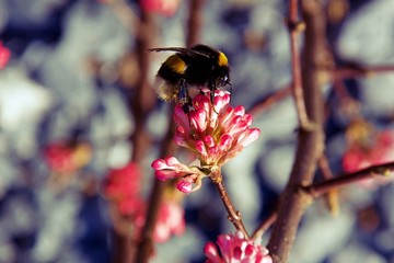 Hummel auf einer Blume