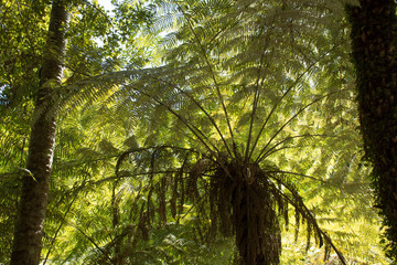 Mighty fern tree in closeup view in the wilderness of New Zealand