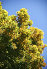 Beautiful mimosa tree blooming against blue sky. Copy space for the text. International woman's day symbol. / Barcelona, Gaudi's Park Guel flora, Spain