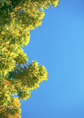 Beautiful mimosa tree frame blooming against blue sky. Copy space for the text. International woman's day symbol. / Barcelona, Gaudi's Park Guel flora, Spain