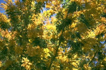 Beautiful mimosa tree blooming against blue sky. Copy space for the text. International woman's day symbol. / Barcelona, Gaudi's Park Guel flora, Spain