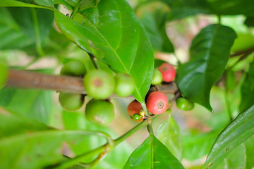 Closeup of coffee beans fruit on tree in farm