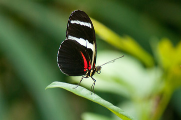 Doris longwing butterfly