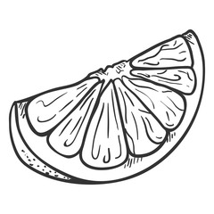 Vector Sketch Citrus Fruit Slice.