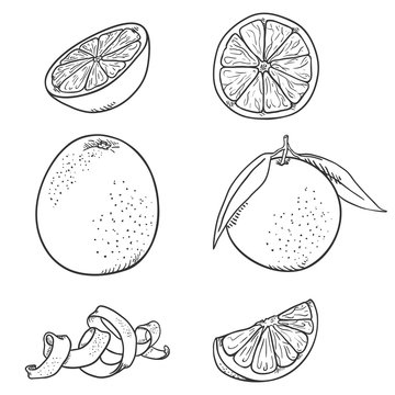 Vector Set of Sketch Orange Fruits. © nikiteev