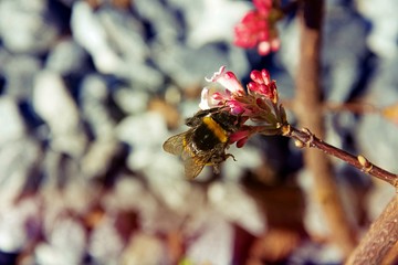 Hummel auf einer Blume