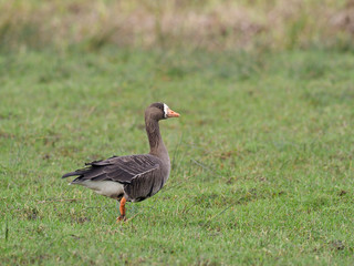 White-fronted goose, Anser albifrons
