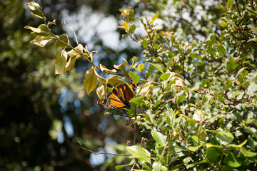 Milkweed butterfly (Danaus plexippus) on a tree branch in close-up view