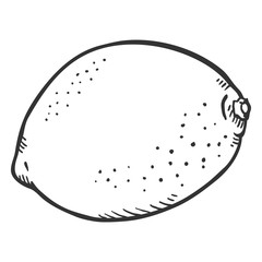 Vector Sketch Lemon Fruit