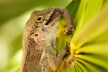 Bark anole eating a worm