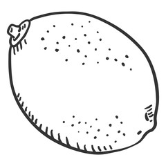 Vector Sketch Lime Fruit