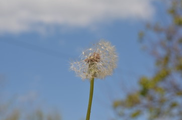 fluffy dandelion
