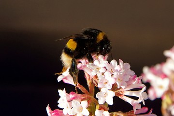 Hummel auf einer Blume