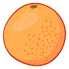 Vector Cartoon Color Grapefruit