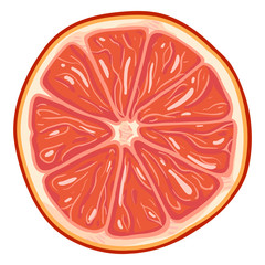 Vector Cartoon Grapefruit Round Slice