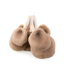 Oyster mushrooms for cooking isolated over white background