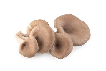 Oyster mushrooms for cooking isolated over white background