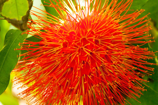 Large orange brownea flowers