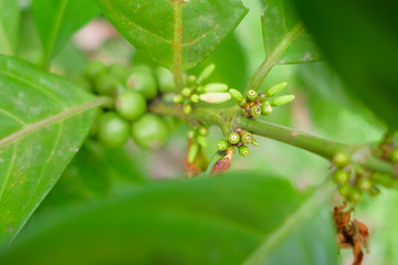 Closeup of coffee beans fruit on tree in farm