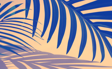 Selective focus of exotic tropical leaf in color gradient.abstract leaves and shadow background.For...