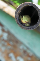 green frog in the pipe