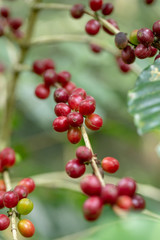 Fresh Arabica Coffee beans ripening on tree in North of thailand