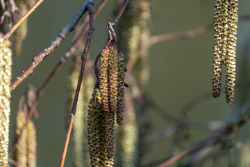 Bee buzzing around seeds in early Spring