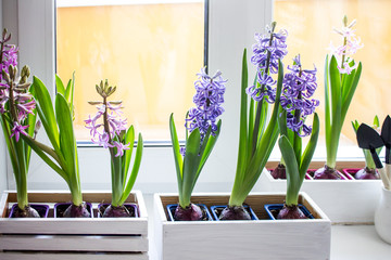 flowers hyacinths  on windowsill