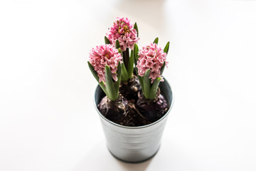 purple hyacinths in pot isolated on white