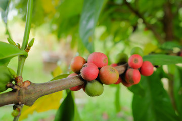 Closeup of coffee beans fruit on tree in farm