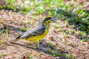 Spot-winged Grosbeak Mycerobas melanozanthos Female Birds of Thailand