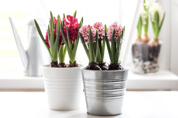 spring flowers hyacinths in pots